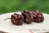 Habanero Chocolate - ISO | Chilli semena