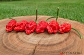 Invidia Red F3 | Chilli semena