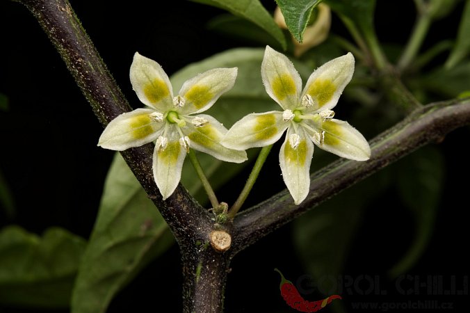 Capsicum cf. schottianum 01 yellow flower | Chilli semena