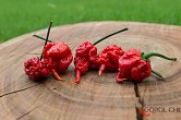 7 Pot Primo Red - ISO | Chilli semena