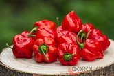 Chilli sůl ANAPURNA | Habanero chilli sůl