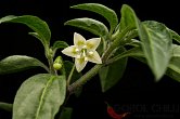 Capsicum recurvatum | Chilli semena