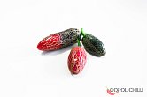 Jalapeno Zapotec | Chilli semena