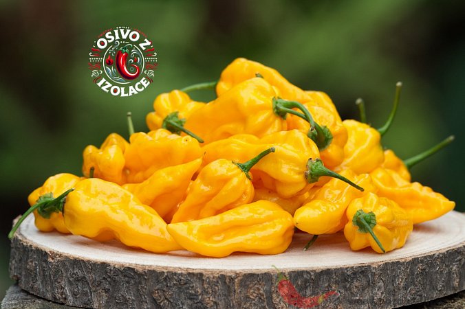 Fatalii - ISO | Chilli semena