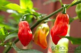 Pimenta de Cheiro Roja | Chilli semena