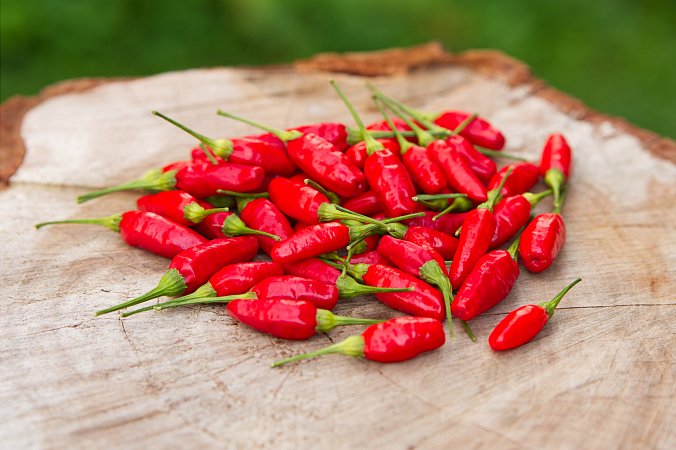 Hijo Puta Madre | Chilli semena