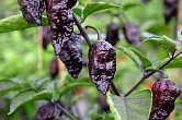 Peach Bhut x Golden Bhut - ISO • | Chilli semena
