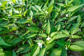 Burundi pheno 1 F2 | Chilli semena