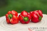 Habanero Red Savina | Chilli semena