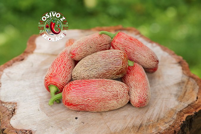 Jalapeno Corking - ISO | Chilli semena