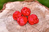 Trinidad Scorpion Moruga Red - ISO | Chilli semena