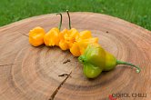 Aji Fantasy Orange - ISO | Chilli semena
