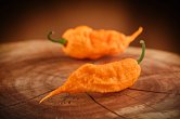 Reaper of Death Orange - ISO • | Chilli semena