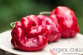 Rocoto de la selva Rojo Arequipa | Chilli semena