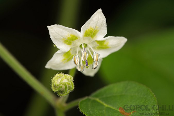 Capsicum eshbaughii | Chilli semena