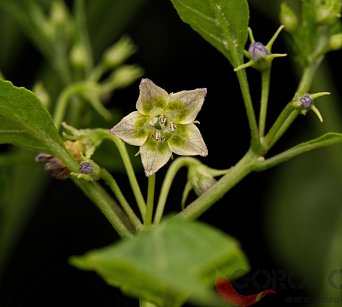 White flower eximium 