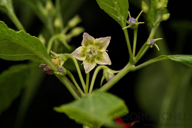 White flower eximium  | Chilli semena