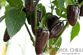 Jalapeno Azabache | Jalpeno chilli semena