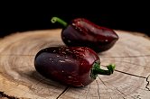 Jalapeno Marocan Black - ISO • | Chilli semena