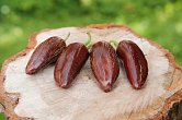 Jalapeno Brown | Chilli semena