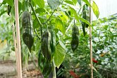 Aji Boliviano - ISO | Chilli semena