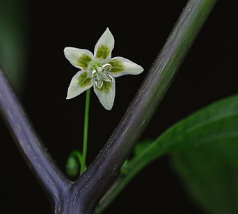 Capsicum schottianum