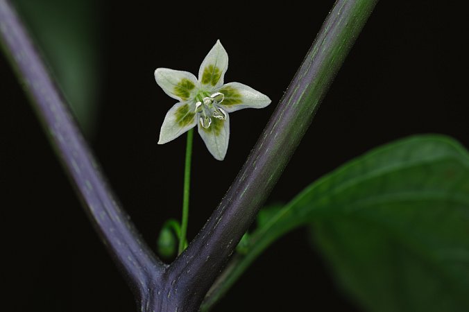 Capsicum schottianum | Chilli semena