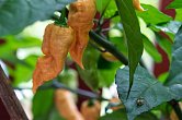 Bhut Jolokia Purple Peach - ISO • | Chilli semena