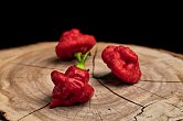 Foodorama Scotch Bonnet - ISO | Chilli semena