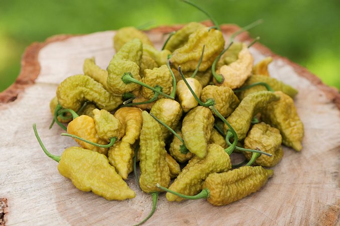 Mustard Nagabrain | Chilli semena