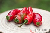 Aji Rocoto (PI 355812) - ISO | Chilli semena