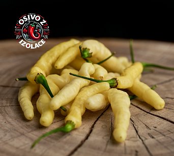 Aribibi Gusano - ISO