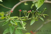 Capsicum eshbaughii | Chilli semena