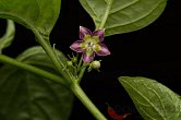 Capsicum eximium CAP 502 | Chilli semena