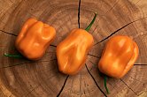 Roger's Giant Orange Habanero - ISO • | Chilli semena
