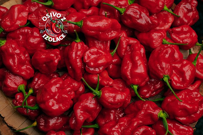 Sweet Moruga - ISO | Chilli semena
