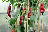 Aji Boliviano - ISO | Chilli semena