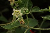 Capsicum eshbaughii | Chilli semena