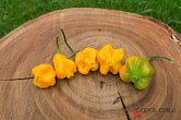 Aji Fantasy Orange - ISO | Chilli semena