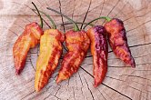 Pimenta Project NO5-3 Purple Orange | Chilli semena