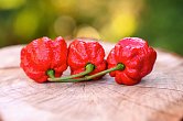 Trinidad Scorpion Moruga Red - ISO | Chilli semena