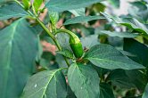 Jalapeno Azabache - ISO | Jalpeno chilli semena