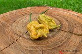 Golden Reaper - ISO | Chilli semena