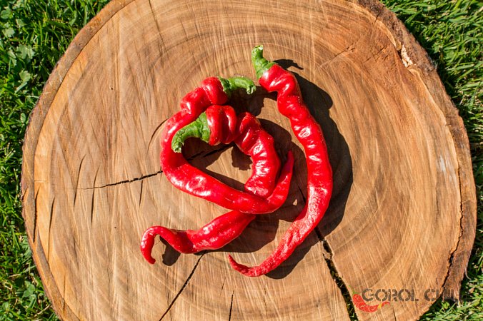 Maules Red Mols Stribet | Chilli semena