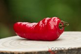 Rocoto Grande Rojo F2 | Chilli semena