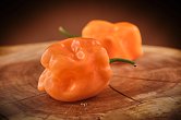 Roger's Giant Peach Habanero - ISO | Chilli semena