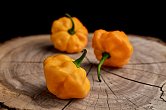 Scotch Bonnet TFM - ISO | Chilli semena