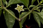 Capsicum recurvatum | Chilli semena