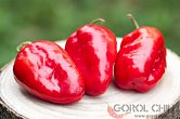 Rocoto Grande Rojo F2 | Chilli semena