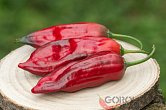 Aji Boliviano - ISO | Chilli semena